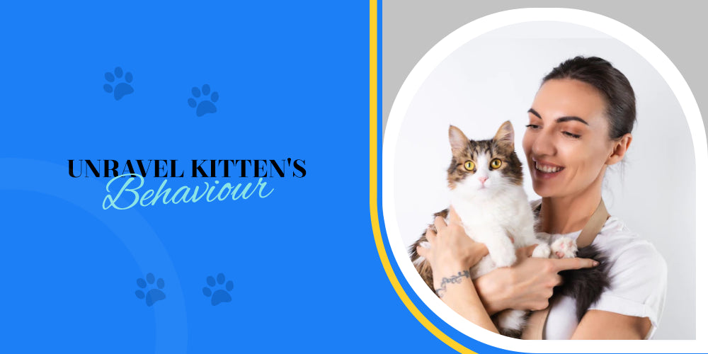 Guide To Understand Common Kitten Behavior